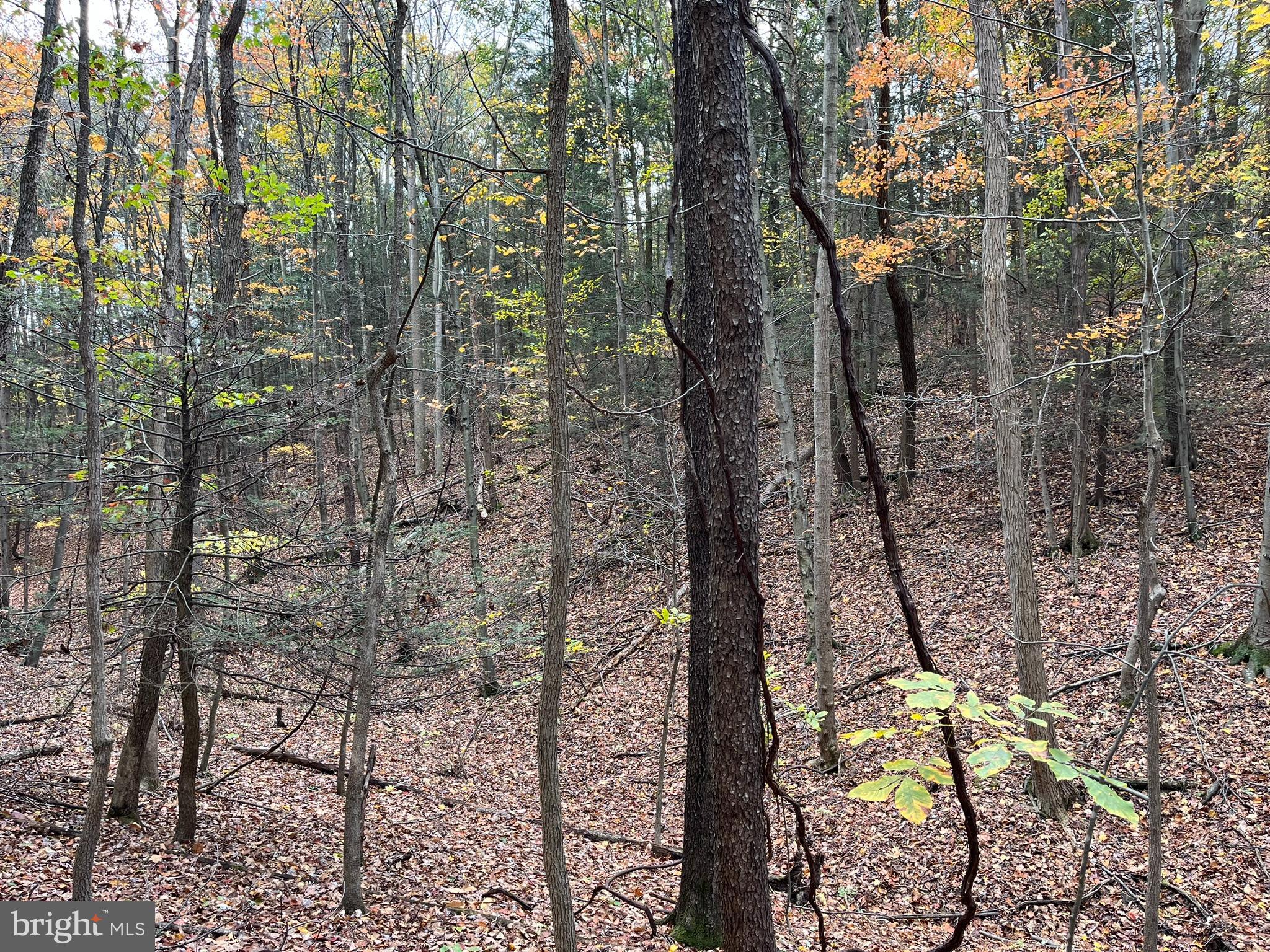 9766 Valley View Road Three Springs, PA 17264 - Photo 34 of 40 a view of a yard
