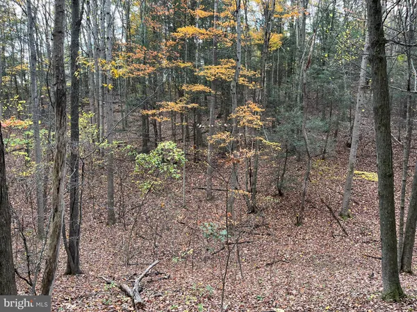 a view of a yard with trees