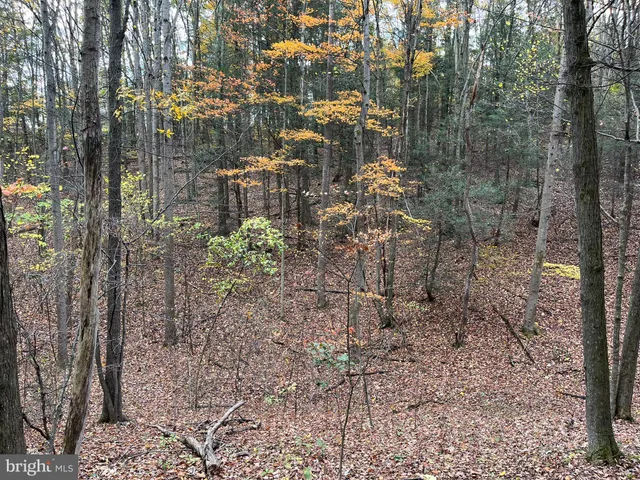 a view of a yard with trees
