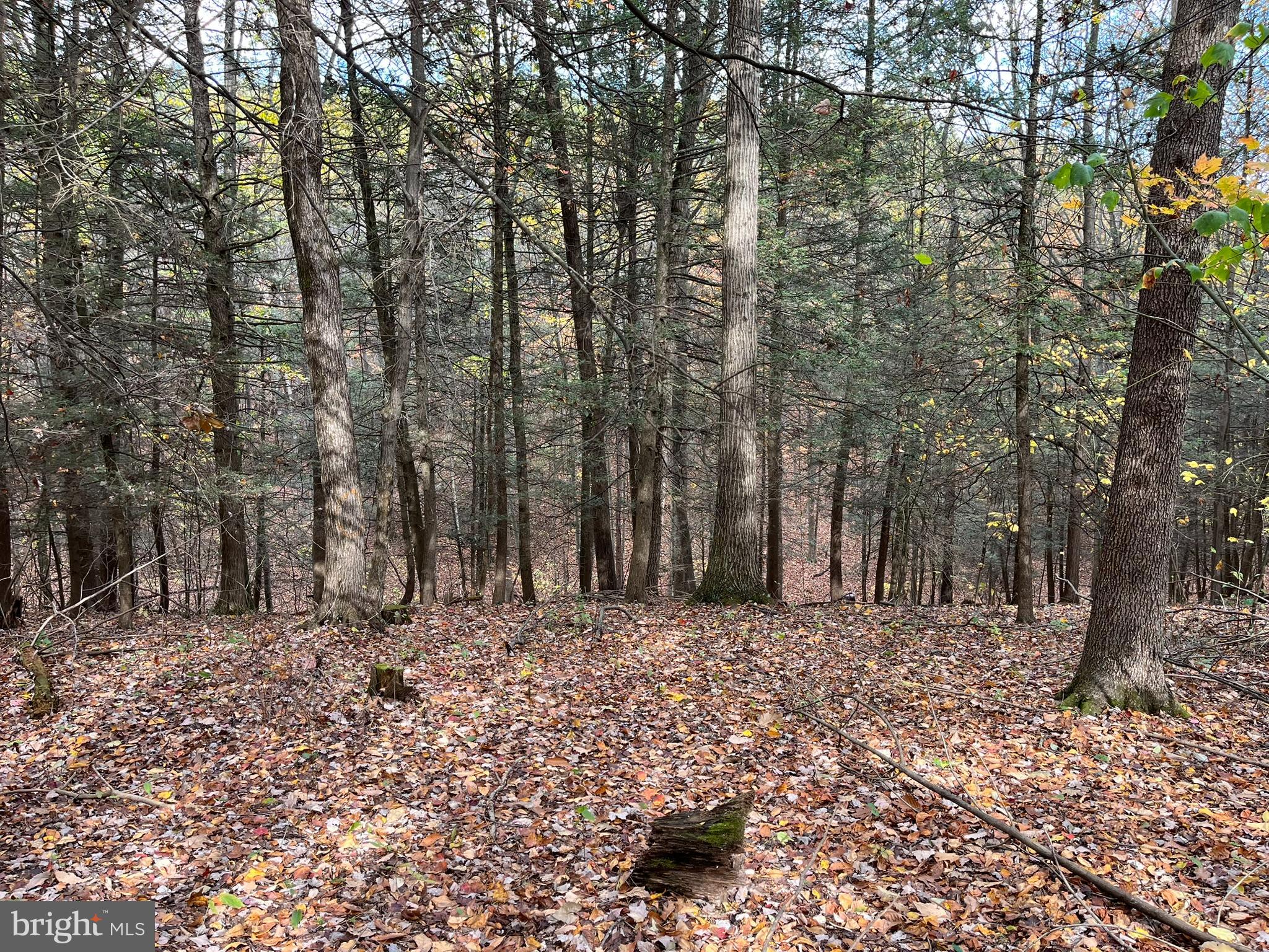 9766 Valley View Road Three Springs, PA 17264 - Photo 36 of 40 a view of a yard with trees