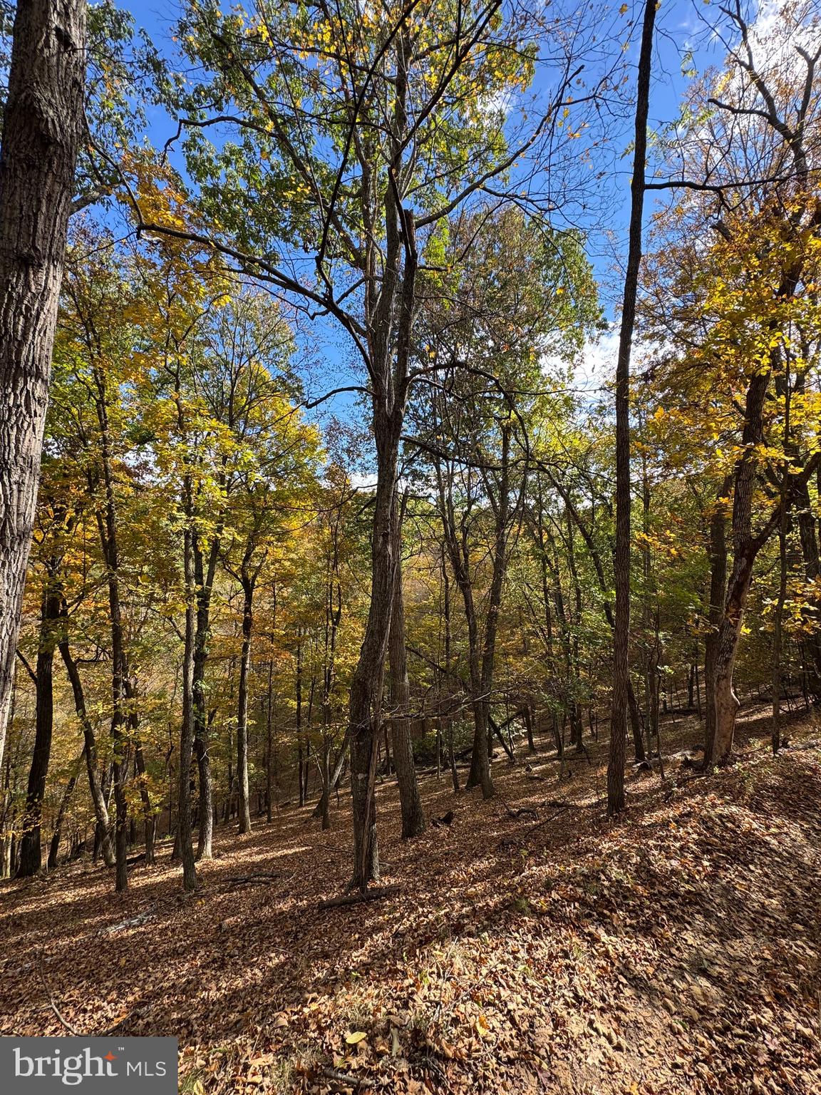 781 Dunmore Road Petersburg, WV 26847 - Photo 25 of 35