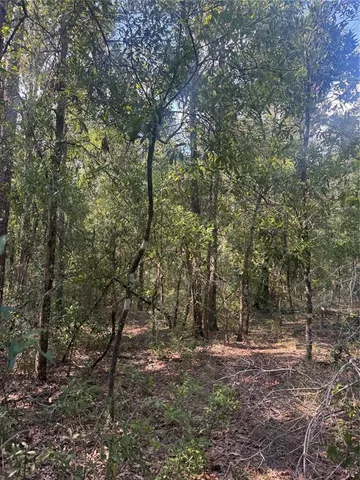 a view of a yard with a tree
