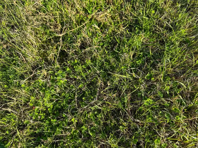 a view of a tree in a field