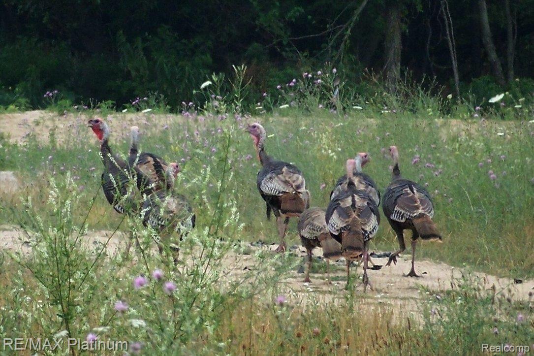 3232 County Farm Road Howell, MI 48843 - Photo 7 of 10 Fred's Friends