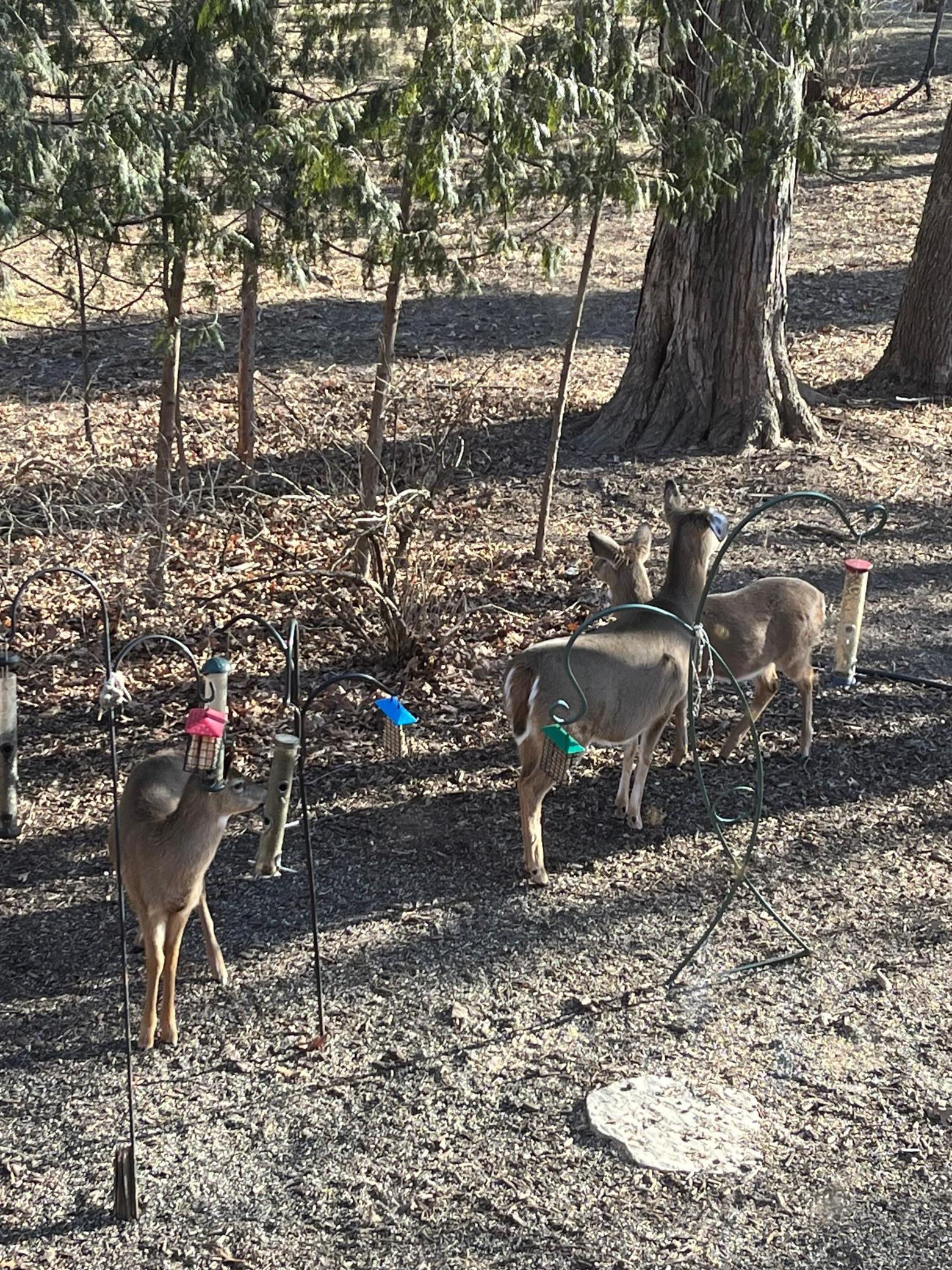 1135 1st Street Northwest Oronoco, MN 55960 - Photo 52 of 63