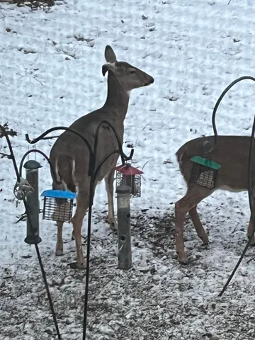 $499,900 | 1135 1st Street Northwest, Oronoco, MN 55960