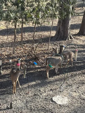 $499,900 | 1135 1st Street Northwest, Oronoco, MN 55960