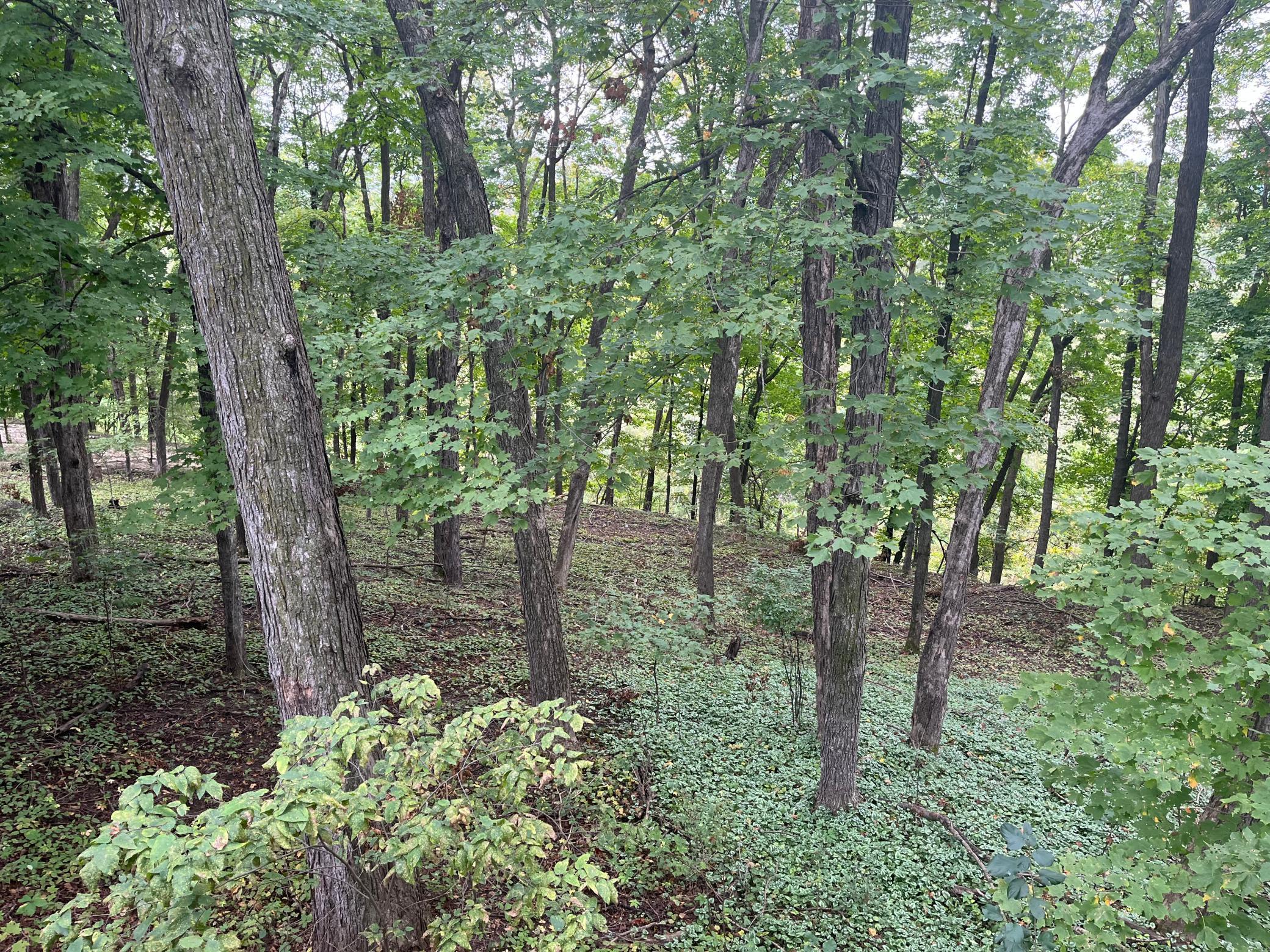 1135 1st Street Northwest Oronoco, MN 55960 - Photo 55 of 63