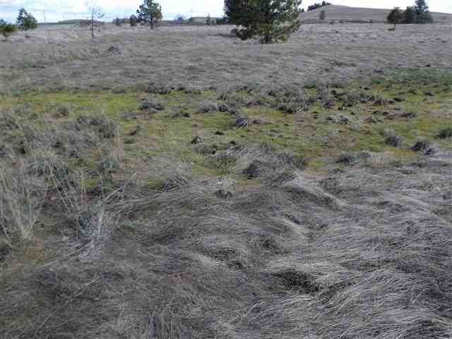170000 West Bobwhite Road Cheney, WA 99004 - Photo 7 of 20