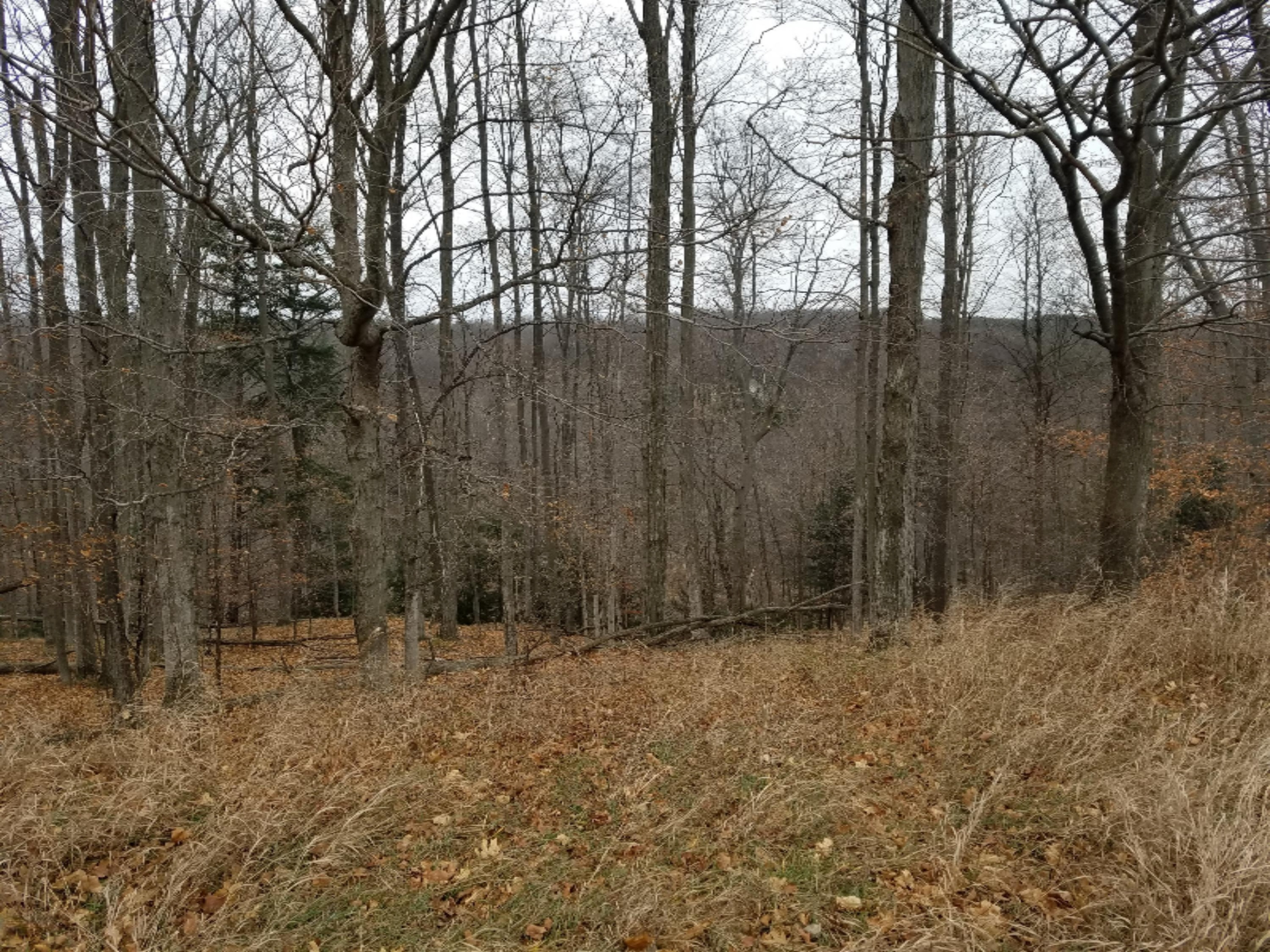 West Free Soil Road Free Soil, MI 49411 - Photo 11 of 35 20171206_103024
