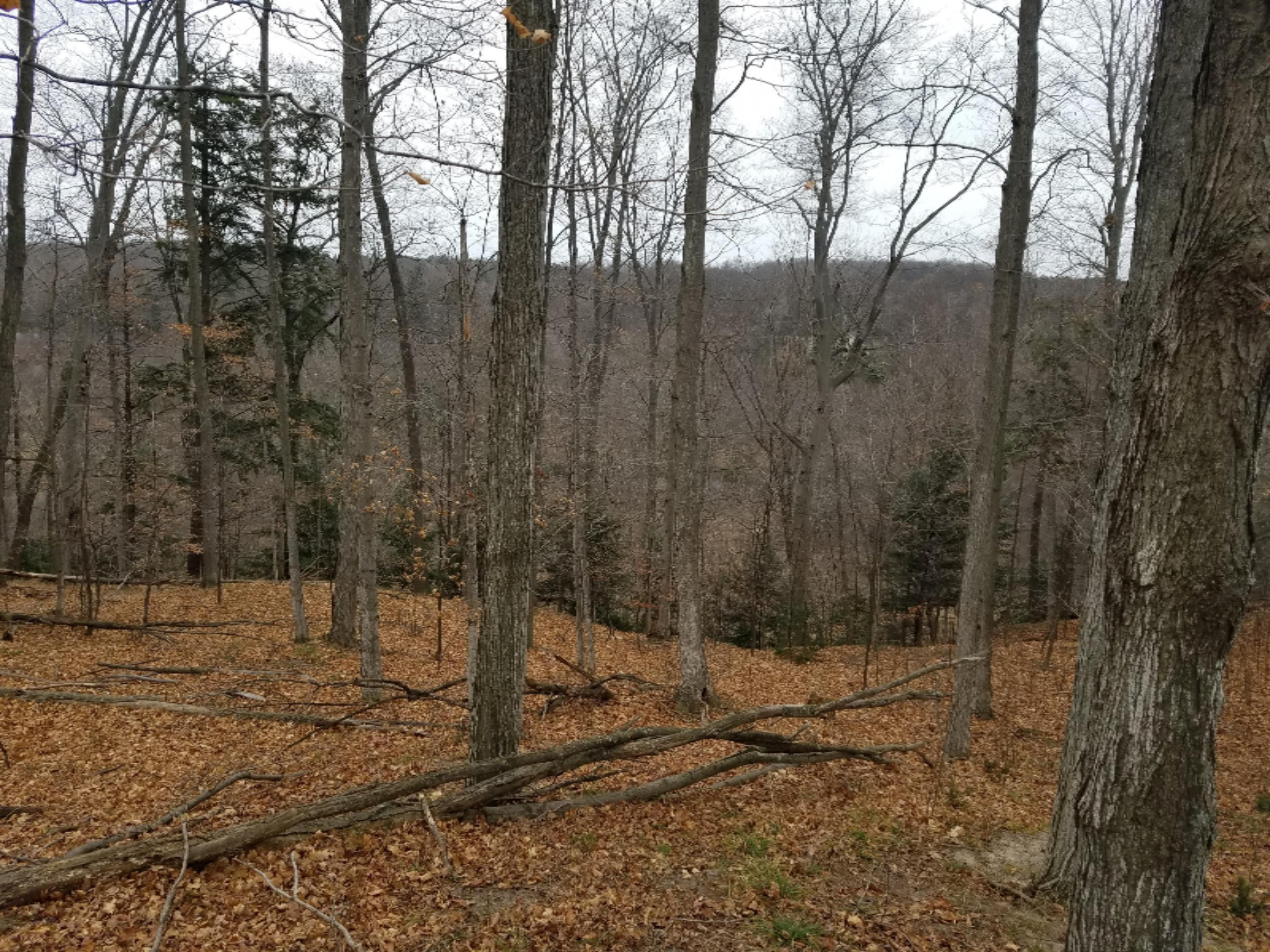 West Free Soil Road Free Soil, MI 49411 - Photo 12 of 35 20171206_103047