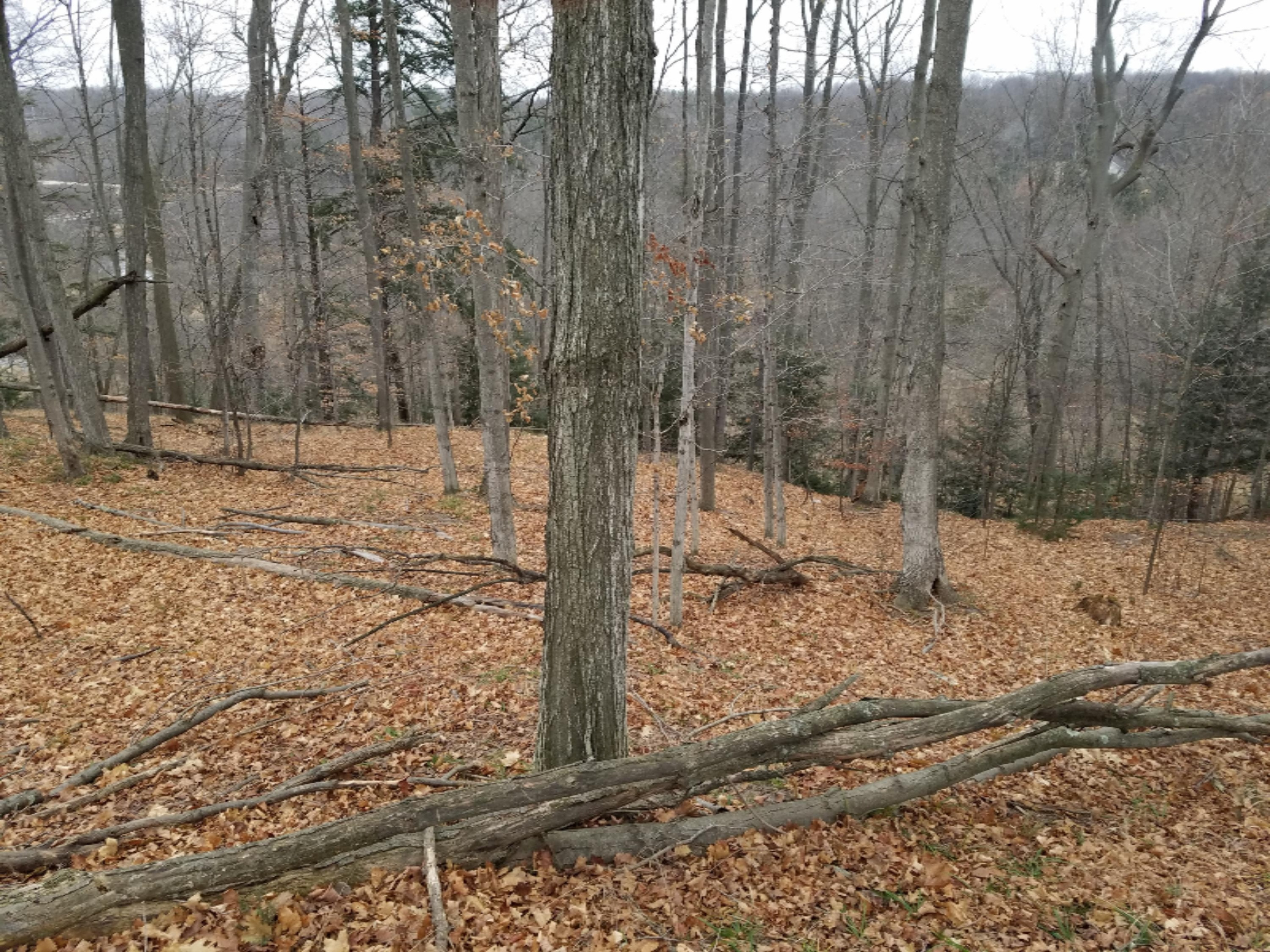 West Free Soil Road Free Soil, MI 49411 - Photo 13 of 35 20171206_103113_001