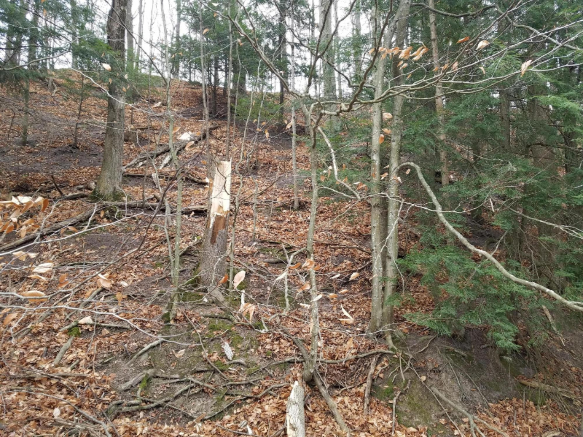 West Free Soil Road Free Soil, MI 49411 - Photo 29 of 35 20171206_103933