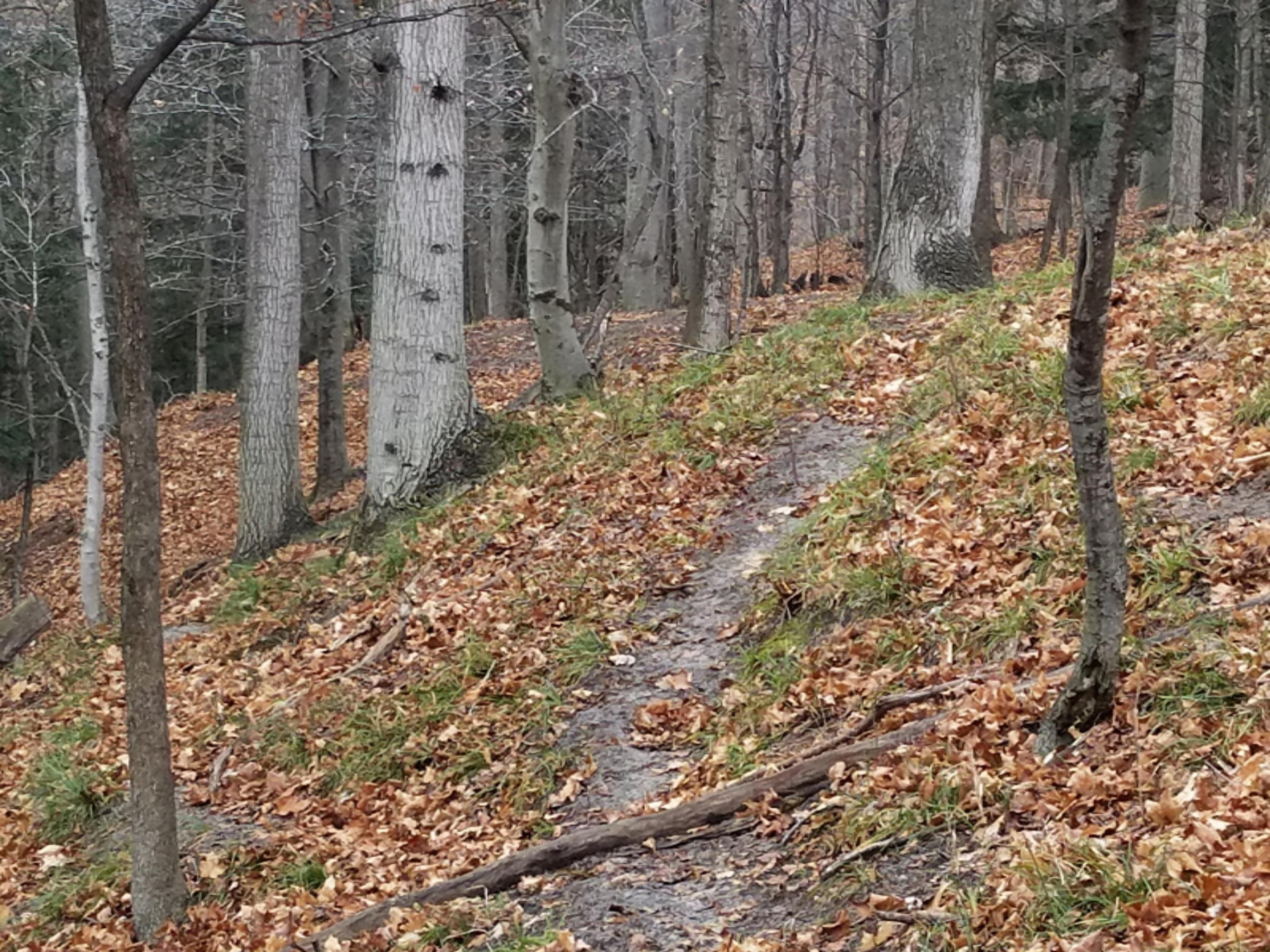 West Free Soil Road Free Soil, MI 49411 - Photo 32 of 35 20171206_104320