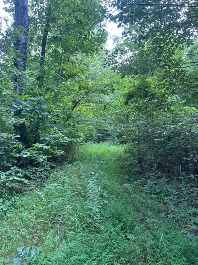 0 Holly Br Run Road Magnolia, KY 42757 - Photo 9 of 21 Gallery Image 9