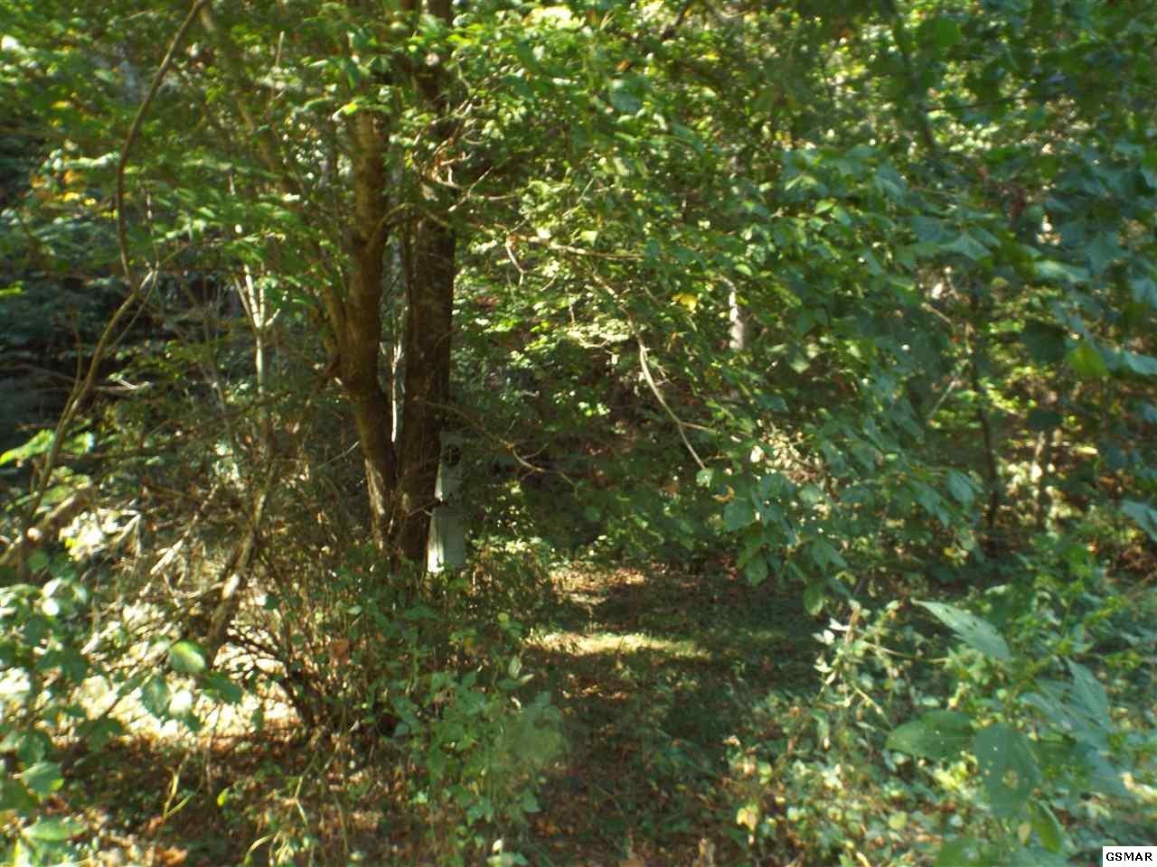 0 South Yellow Britches Creek Road Cosby, TN 37722 - Photo 1 of 1