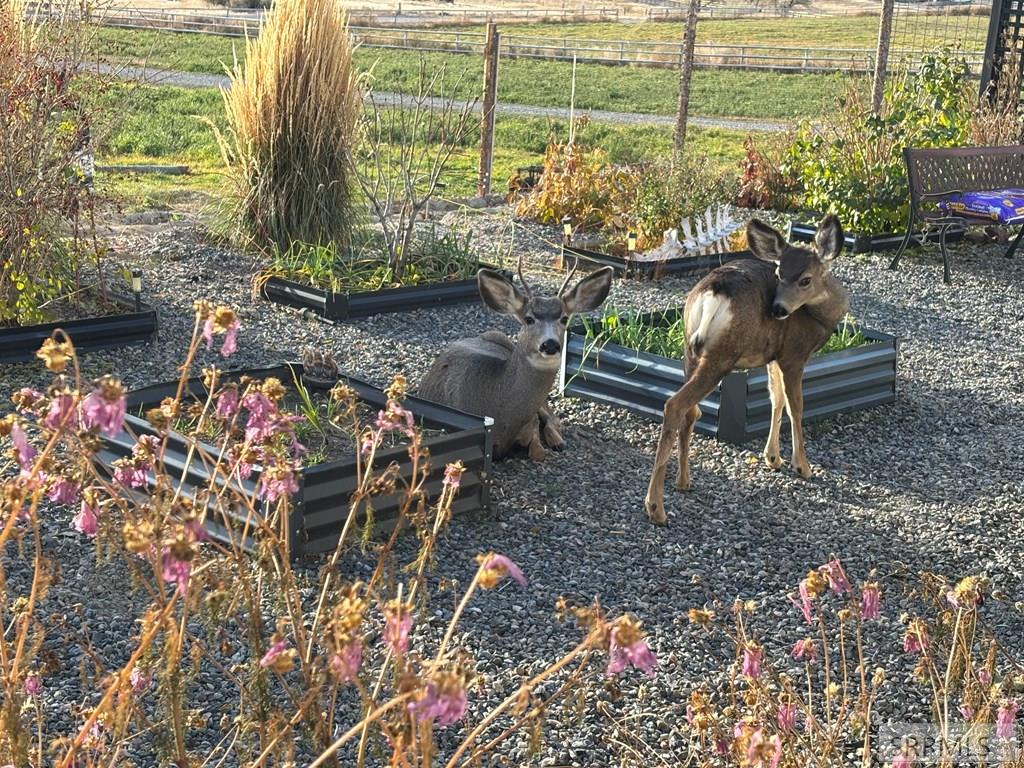 56 Country Living Lane Salmon, ID 83467 - Photo 41 of 44 Garden