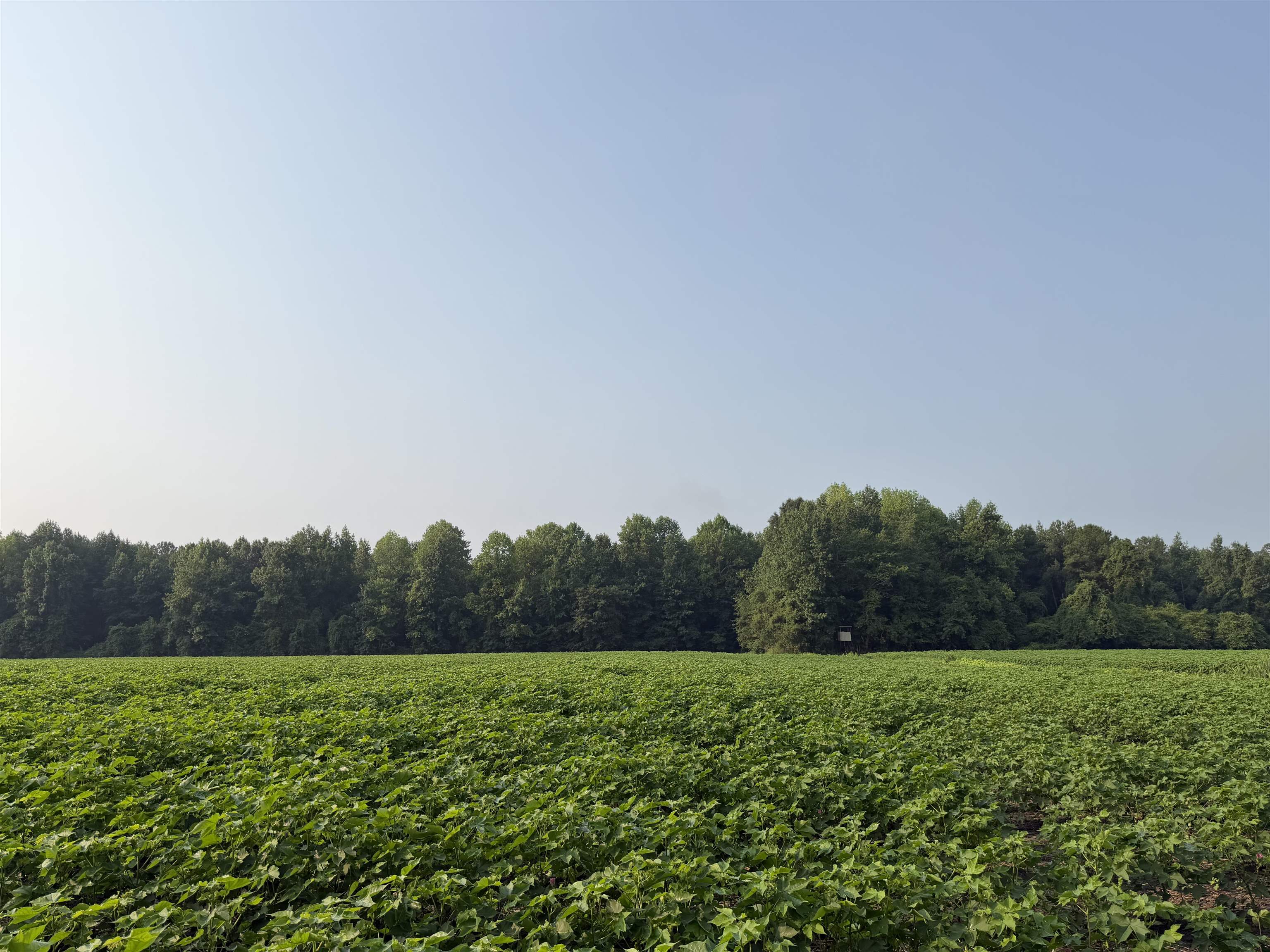 81.30-acres - Blackberry Road Hemingway, SC 29554 - Photo 20 of 21 Gallery Image 20