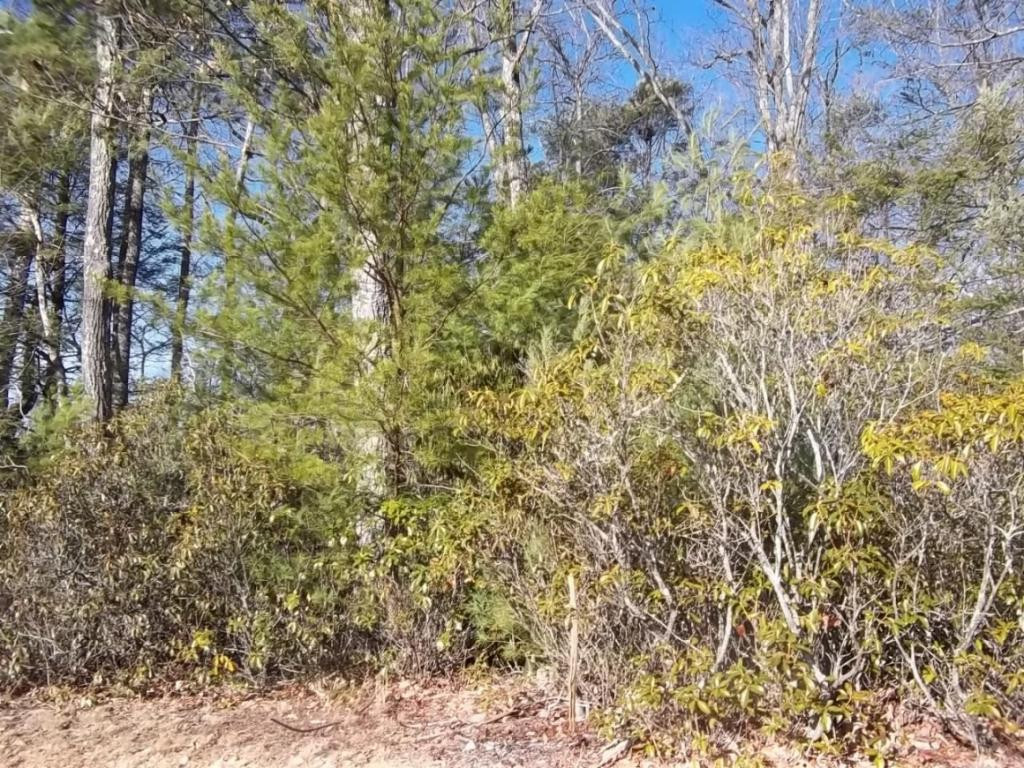 Lot 8 Oak Ridge, Unit 8 Erwin, TN 37650 - Photo 1 of 1 Photo 1