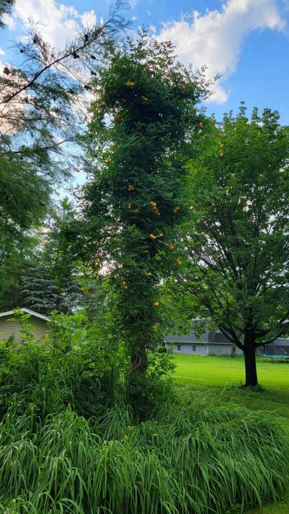 13130 McKanna Road Minooka, IL 60447 - Photo 50 of 56 a view of yard with green space