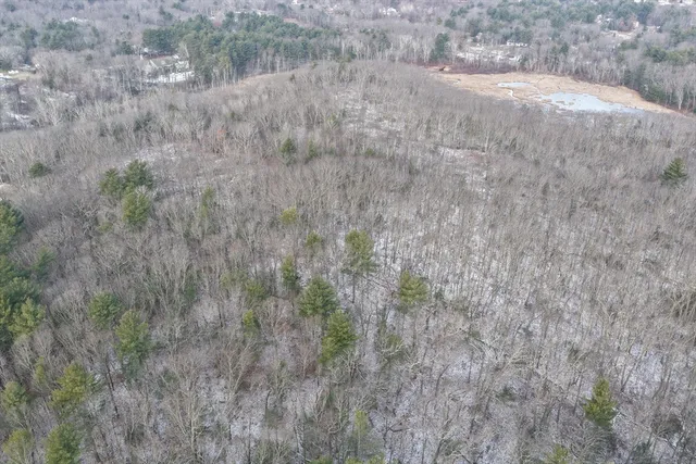 a view of a forest with trees and bushes