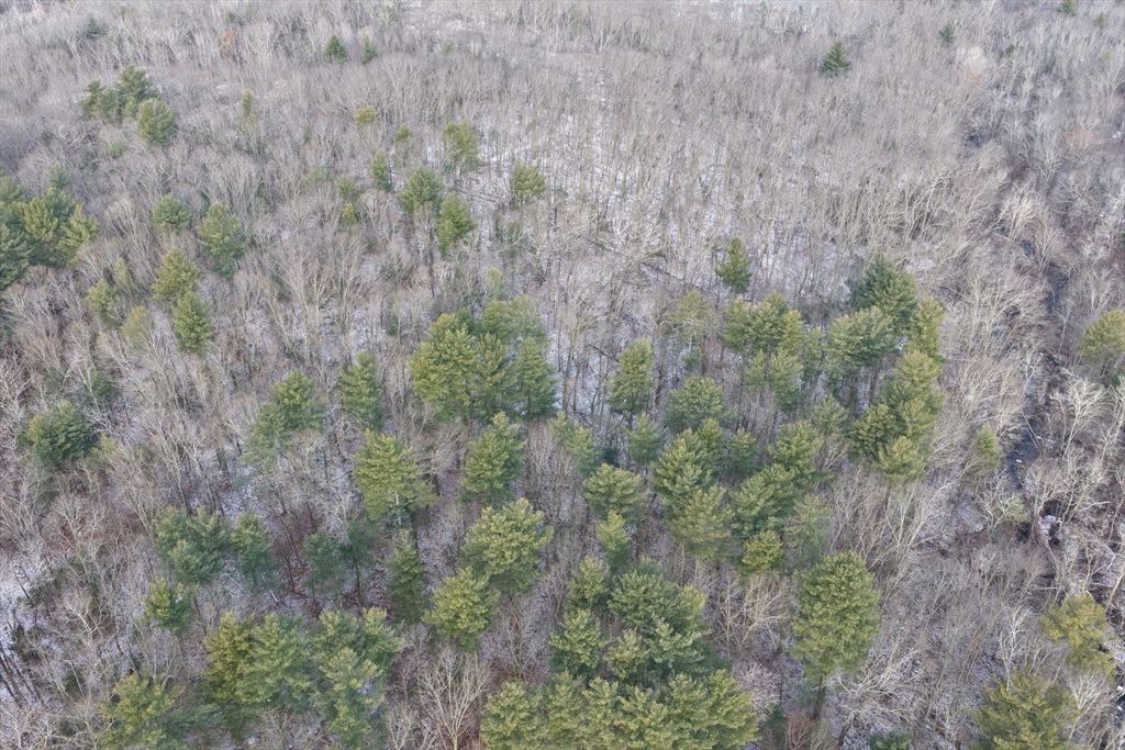 0 Oxbow Road Charlton, MA 01507 - Photo 10 of 18 a view of a forest with trees and bushes