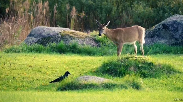 $325,000 | 387 Chamberlain Road, Indian Lake, NY 12842