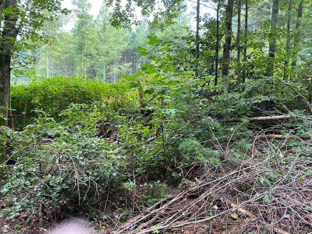 0 Hiram Branch Road Campton, KY 41301 - Photo 9 of 29 Photo 9