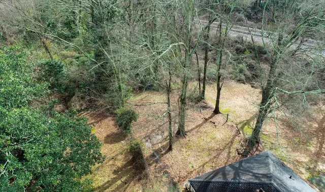 a view of a forest with trees