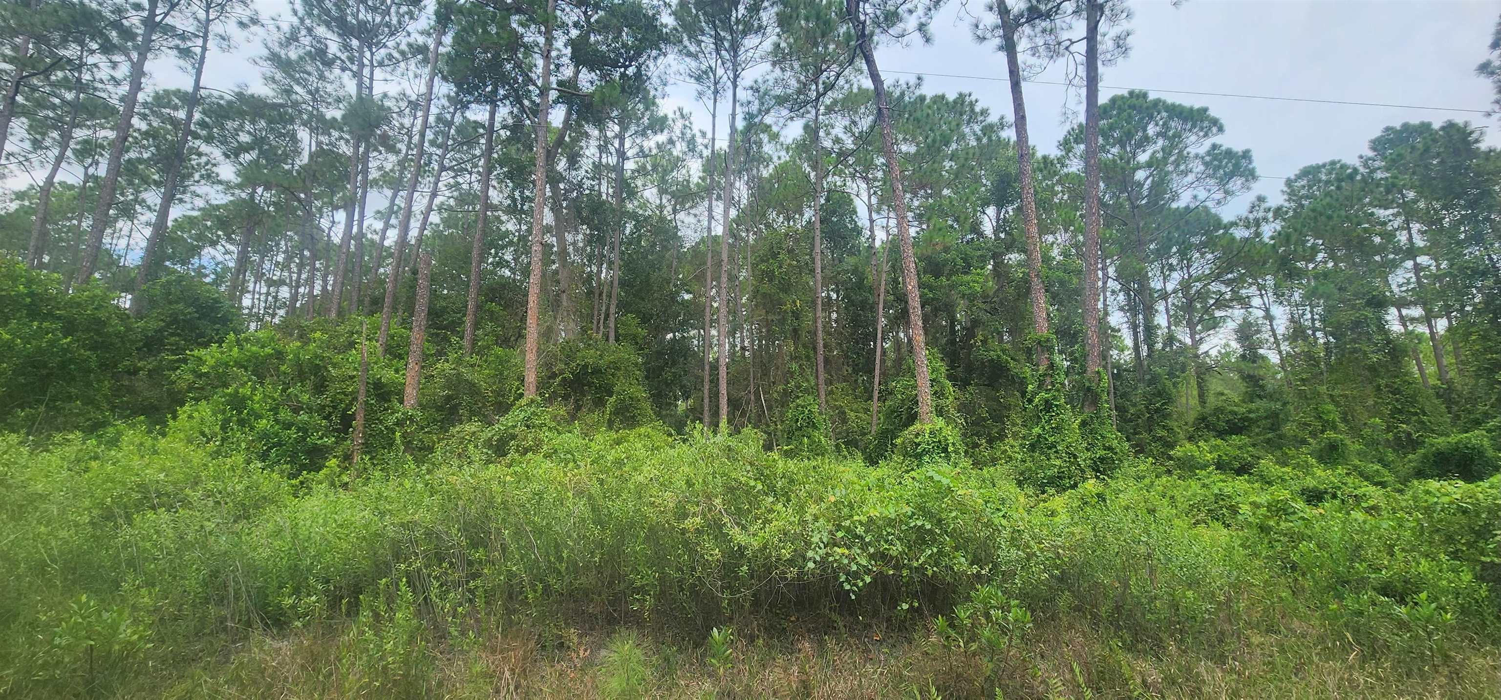 View of local wilderness