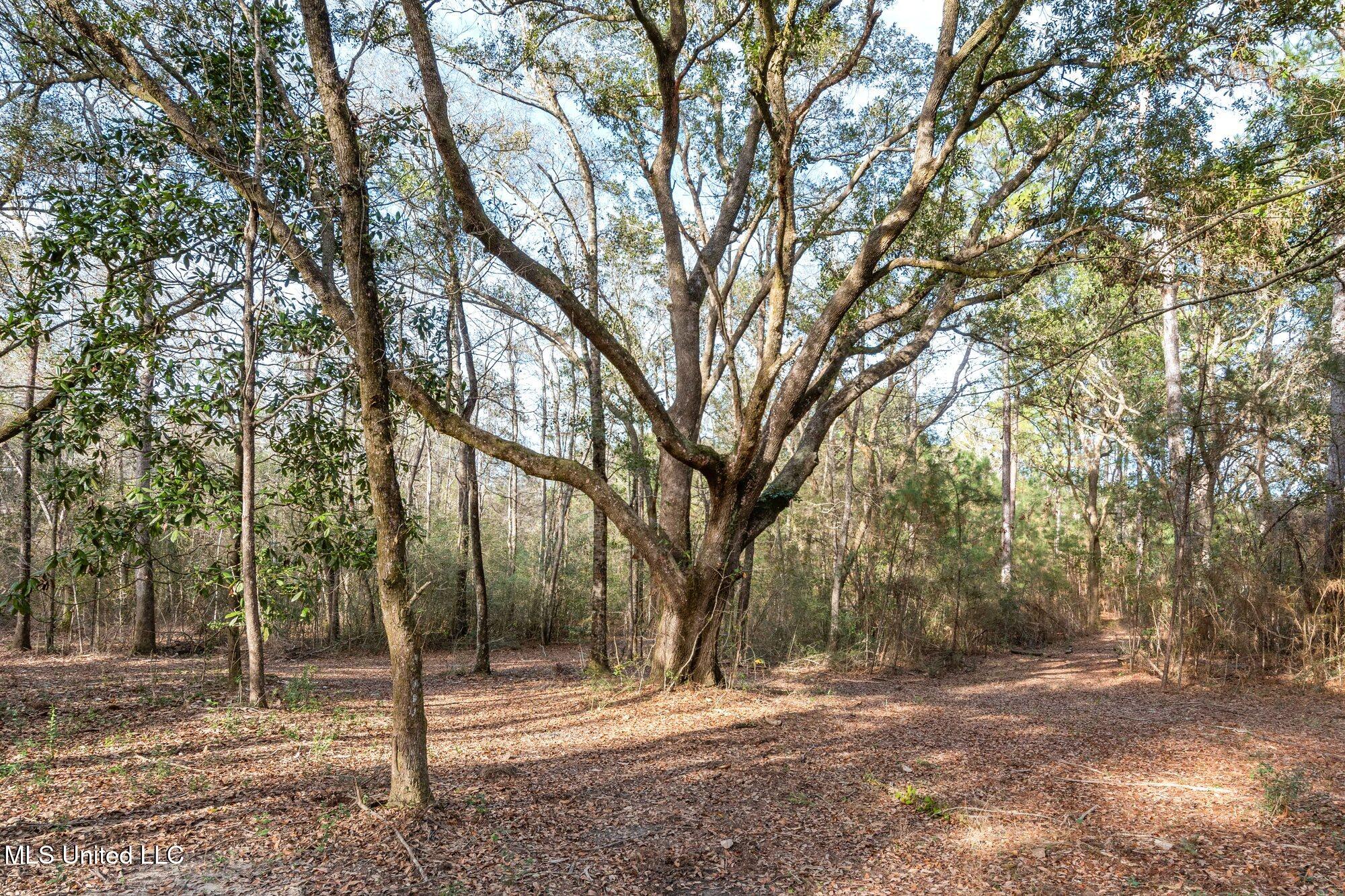 0 Peapatch Road Biloxi, MS 39532 - Photo 5 of 21 00 Peapatch Rd