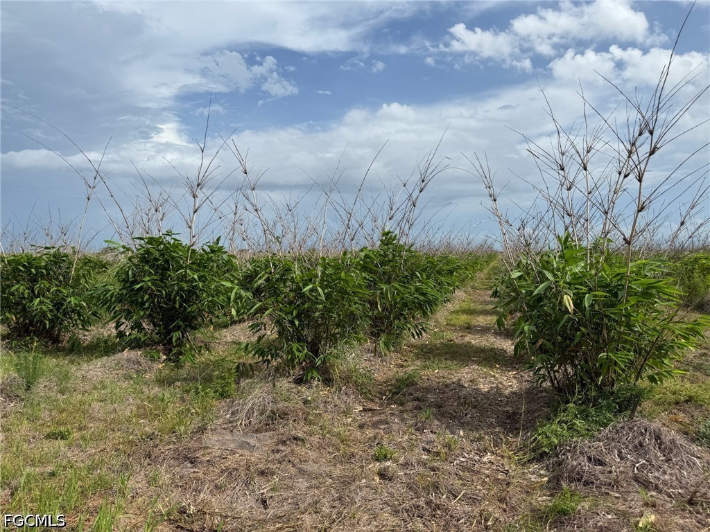 6658-6680 4th Road LaBelle, FL 33935 - Photo 2 of 14 a view of a yard