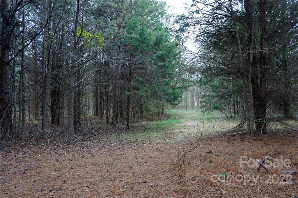 9-ac Burree Road Clover, SC 29710 - Photo 13 of 29 a view of a forest with trees in the background