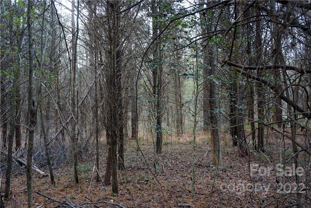 9-ac Burree Road Clover, SC 29710 - Photo 17 of 29 a view of a forest with lots of trees