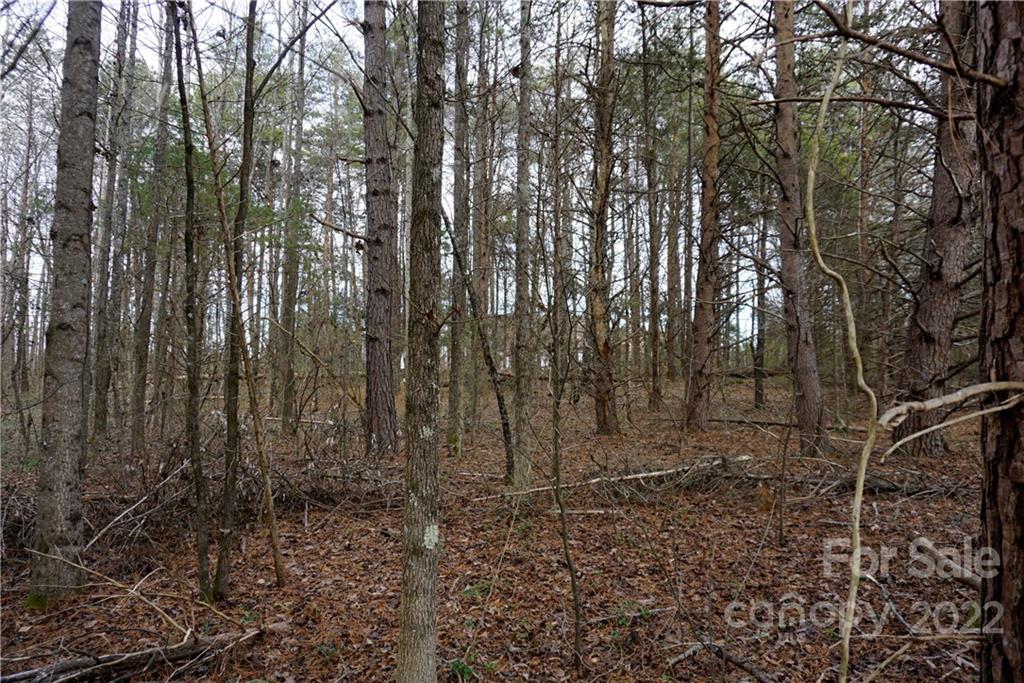 9-ac Burree Road Clover, SC 29710 - Photo 20 of 29 a view of a forest with trees in the background