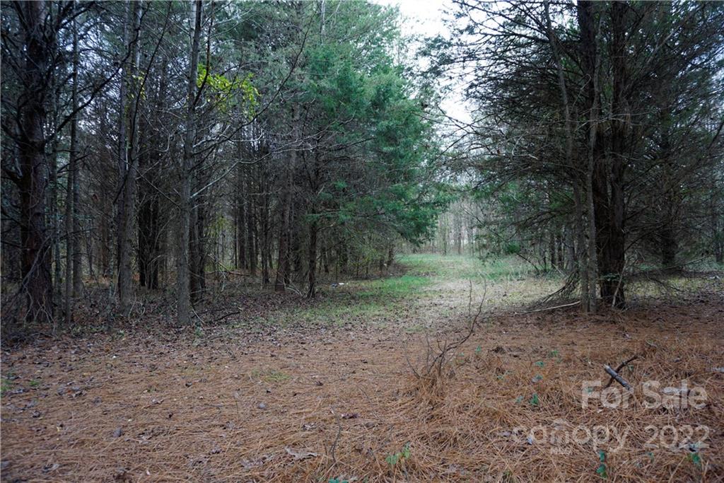 9-ac Burree Road Clover, SC 29710 - Photo 25 of 29 a view of a forest with trees in the background