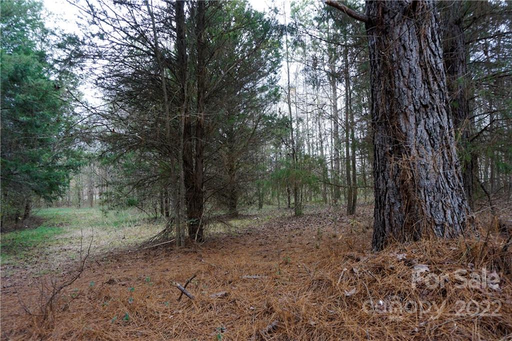 9-ac Burree Road Clover, SC 29710 - Photo 7 of 29 a view of a forest with trees in the background