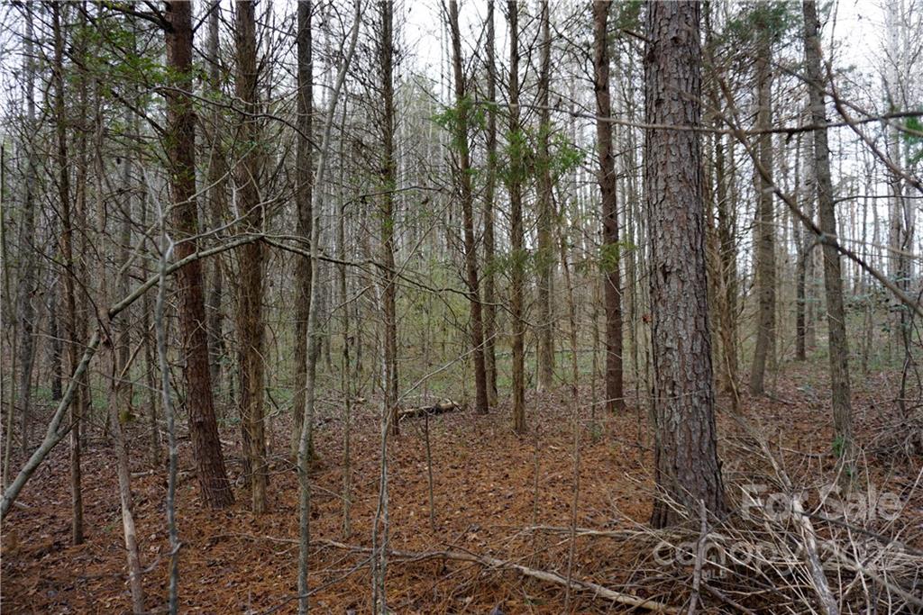 9-ac Burree Road Clover, SC 29710 - Photo 9 of 29 a view of a forest