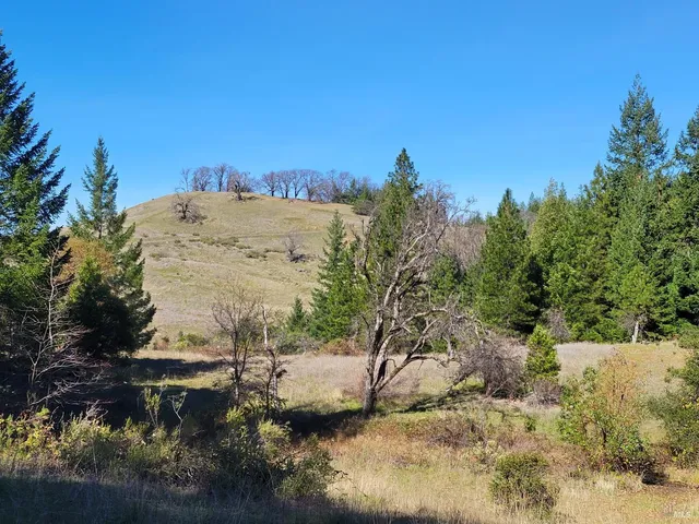 a view of a dry yard with trees
