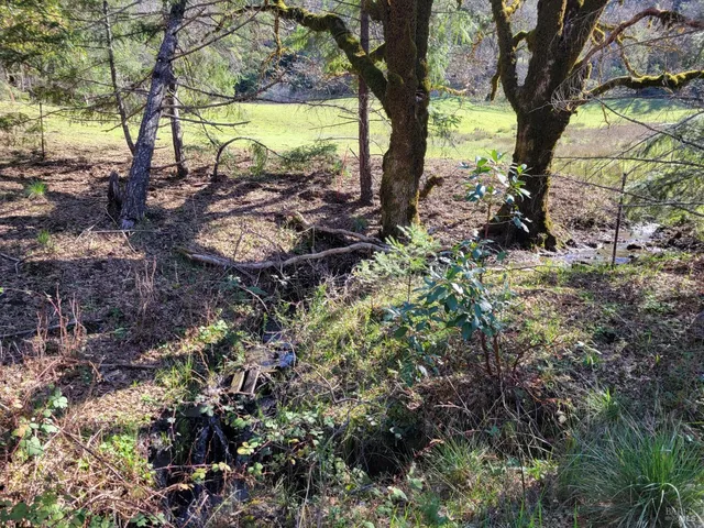 a view of a garden with trees