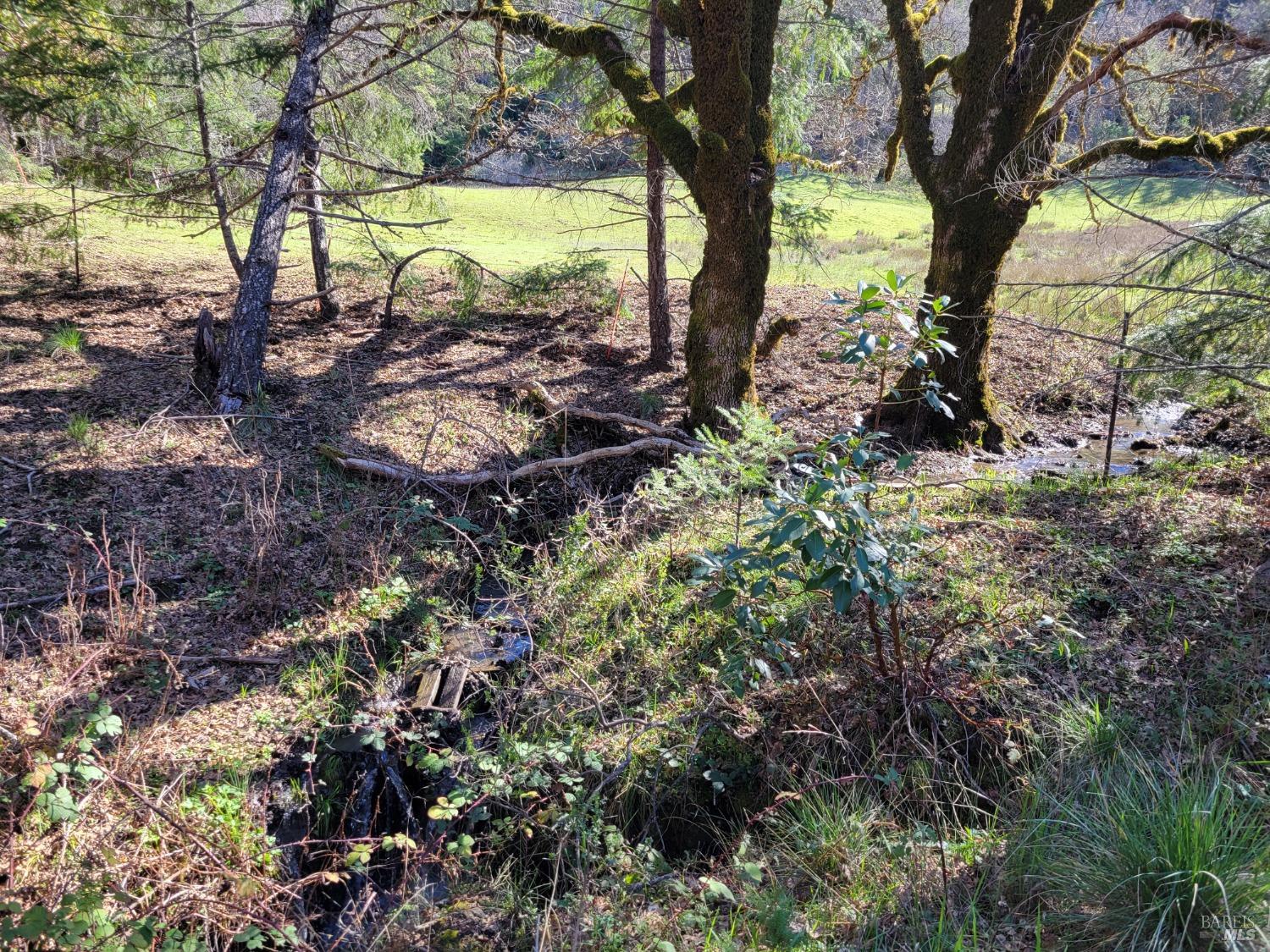 43281 Covelo Road Willits, CA 95490 - Photo 17 of 37 a view of a garden with trees