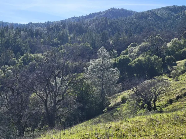 a view of a forest with a mountain and trees