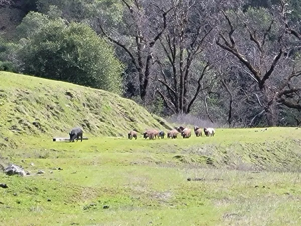 a view of a yard with trees