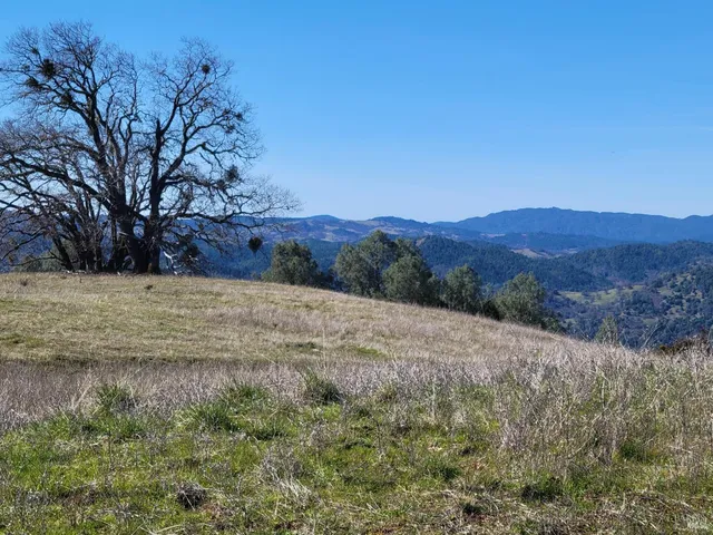 a view of a dry yard with green space