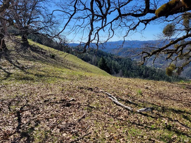 a view of a yard with large trees