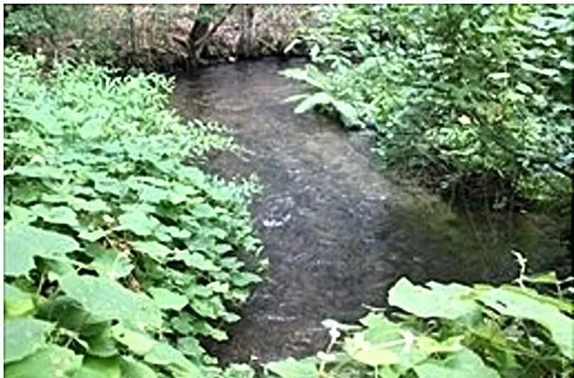 a view of flowers in a garden