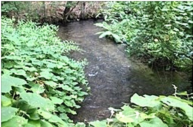 a view of flowers in a garden
