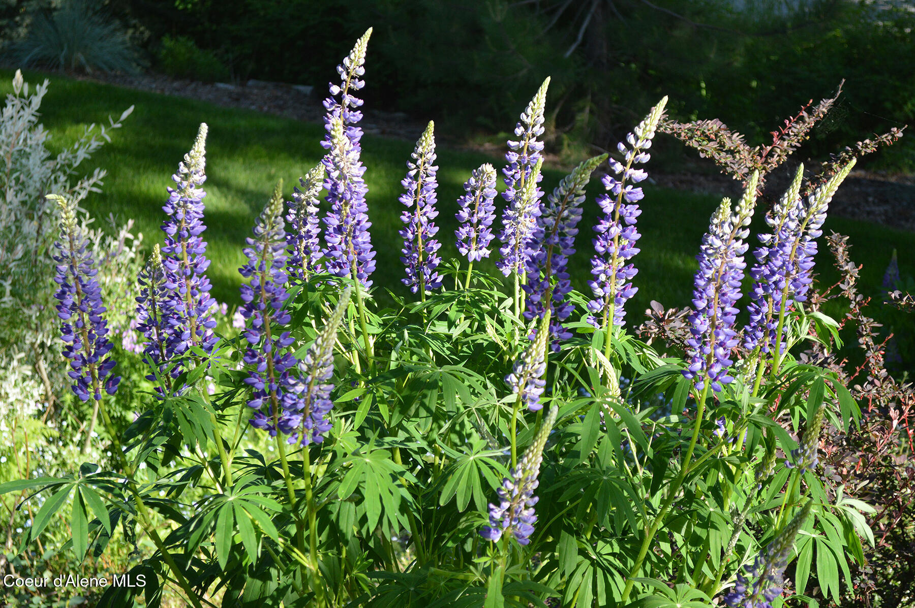 16 Hawkins Road Sagle, ID 83860 - Photo 104 of 110 Lupin