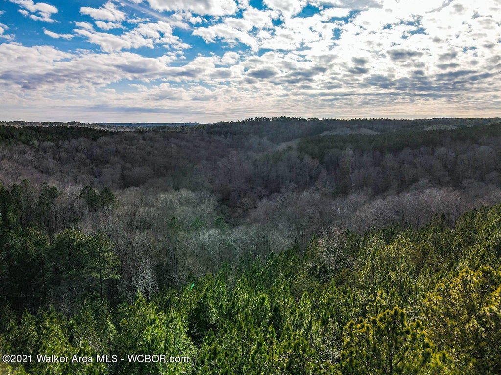 24 Turkey Bend Addison, AL 35540 - Photo 8 of 10 Gallery Image 8