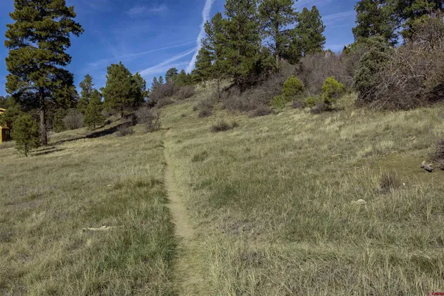 a view of a dry yard with trees all around